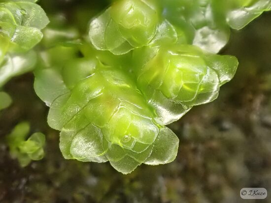 Scapania undulata